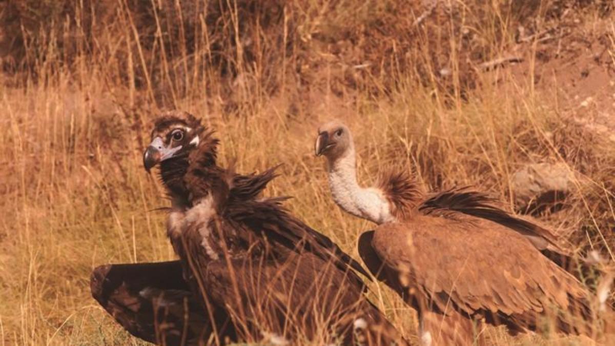 Una pareja de buitres, una de las especies más amenazadas por los cebos.