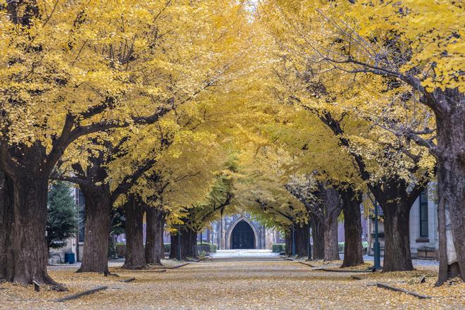 Túnel de árboles gingkoes en la Universidad de Tokio