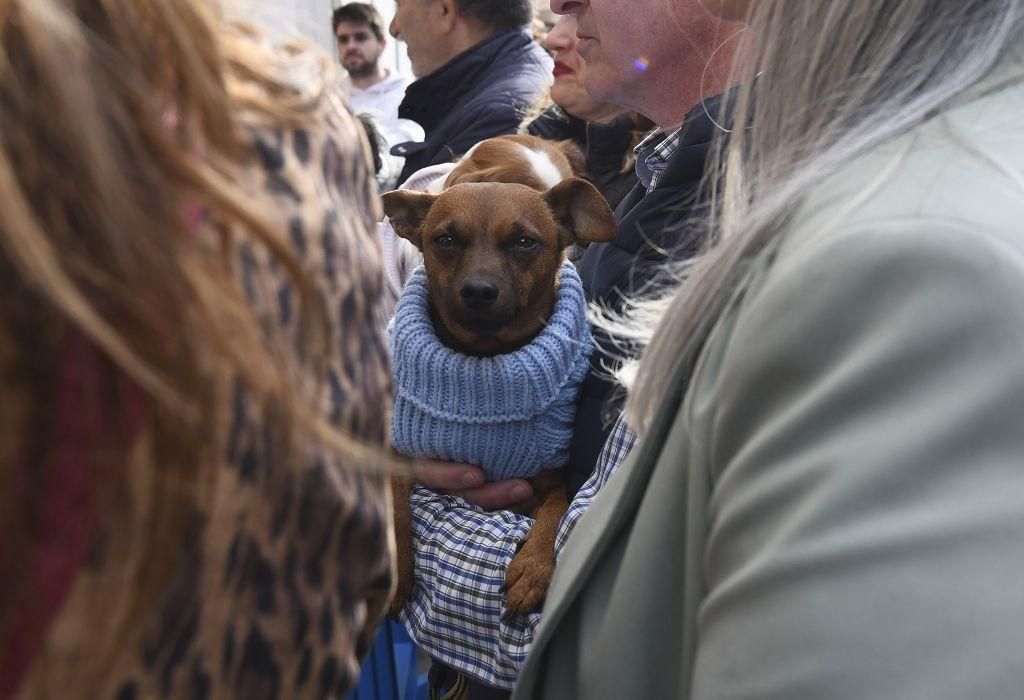 Así ha sido la bendición de animales por San Antón en Murcia