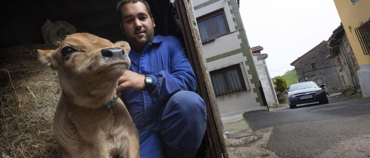 Fernando Caso Robles sujeta a uno de los animales que tiene en su cuadra en medio del pueblo de Suarías, por donde pasa un coche.