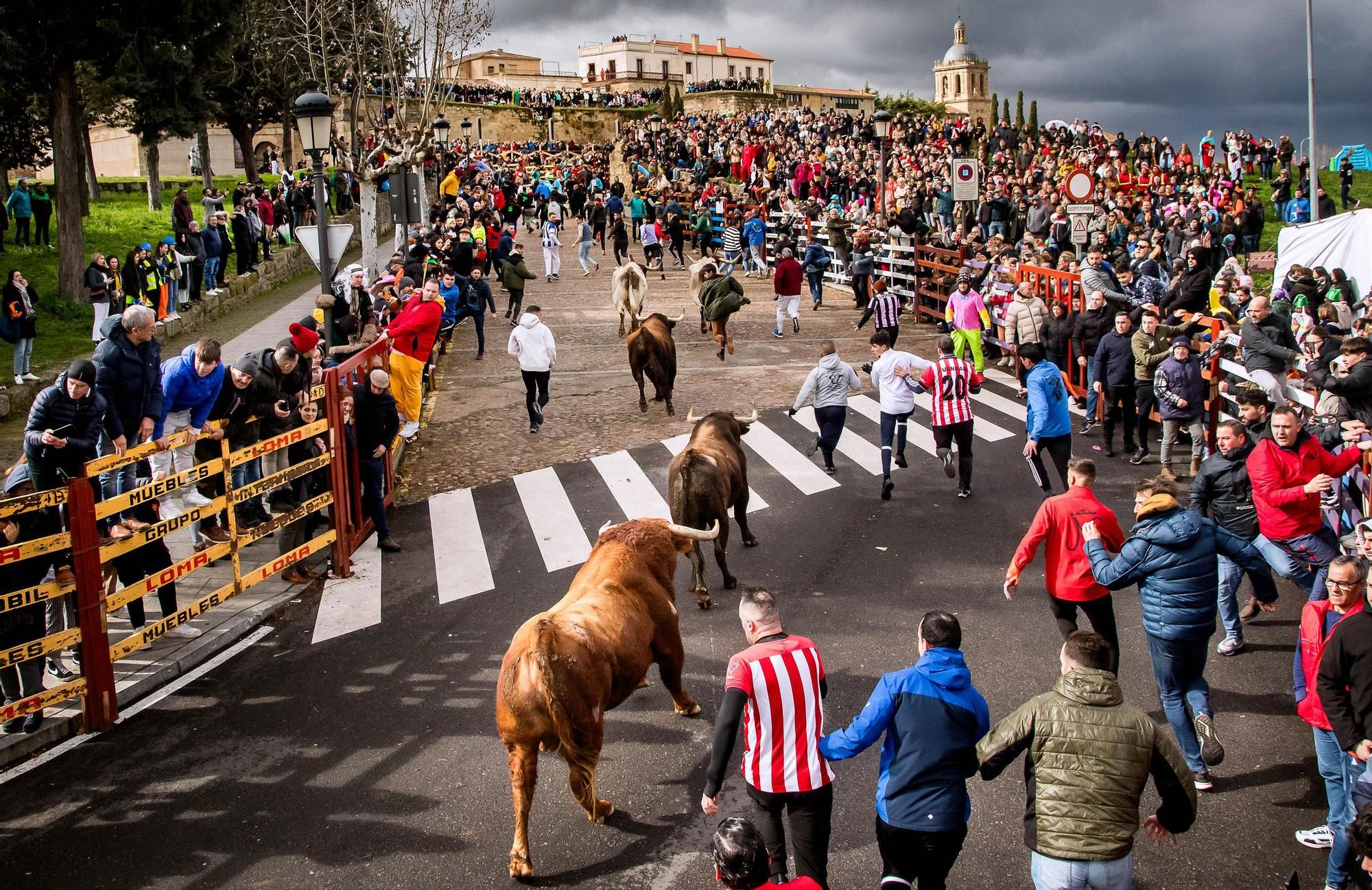 GALERÍA: Las mejores imágenes del primer encierro del Carnaval del Toro de Ciudad Rodrigo