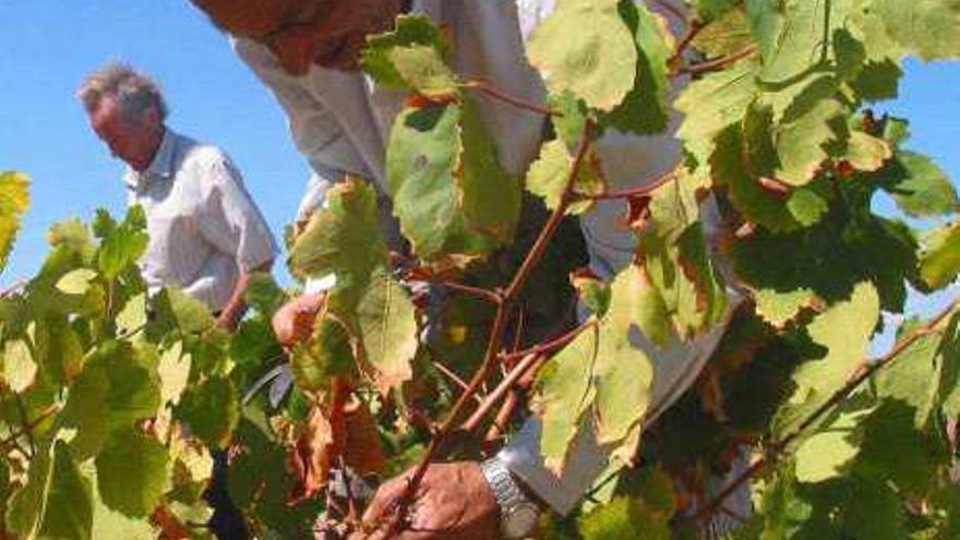 Menos vino, pero con más grados y calidad