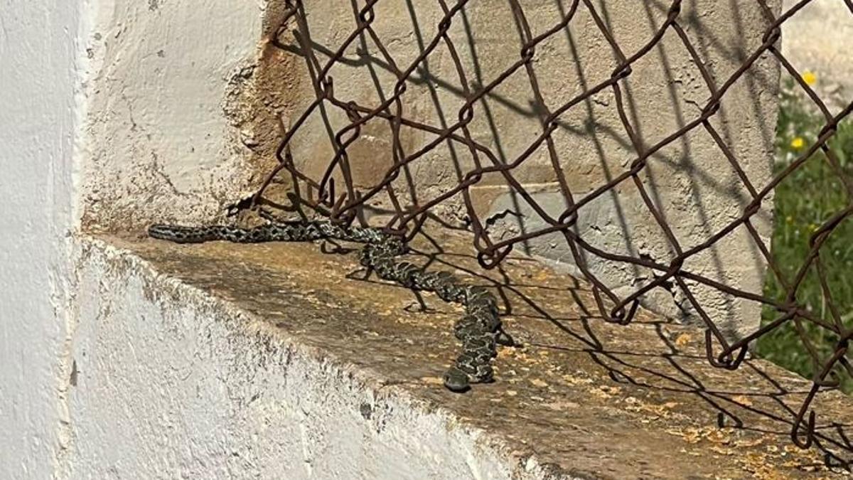 Una serpiente apoyada en un muro, en es Canar