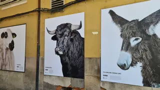 El entorno de la Plaza Mayor de Zamora estrena una muestra de fotografía sobre razas autóctonas