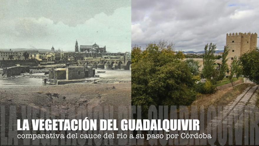La vegetación del Guadalquivir
