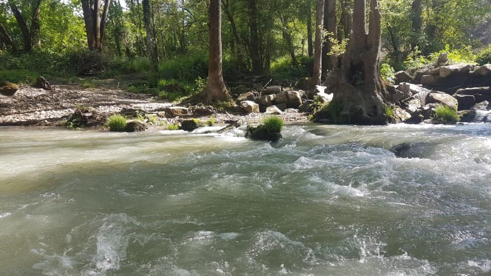 Contaminación en el río Támega en Verín