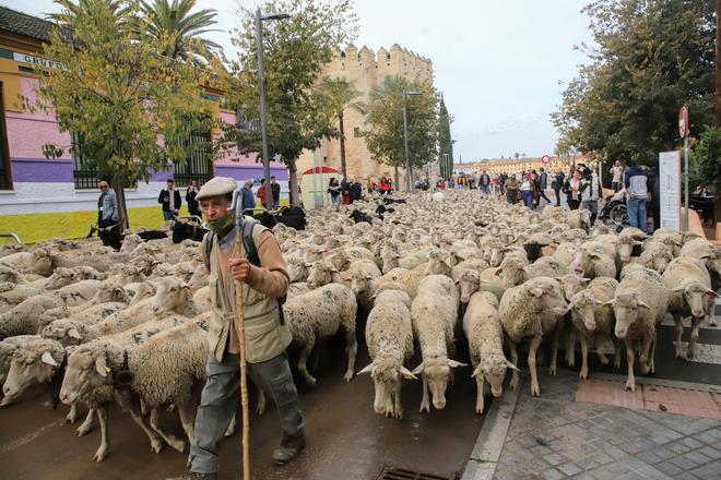 Un gran rebaño trashumante deja imágenes inusuales a su paso por Córdoba