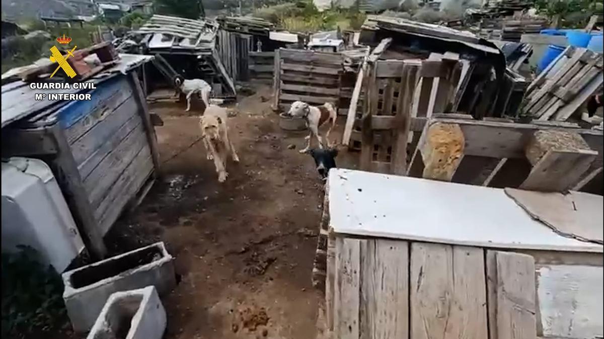 El Seprona rescata 29 perros en condiciones precarias en La Aldea de San Nicolás