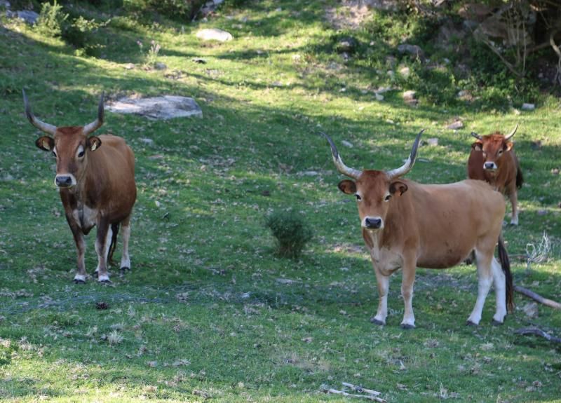 Vacas cachenas en San Vicente de O Grove.