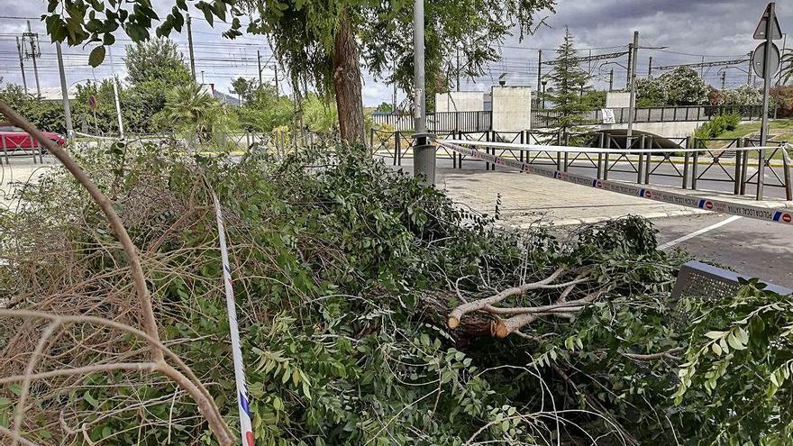 Daños Caídas de ramas sobre los coches durante las fuertes rachas de viento