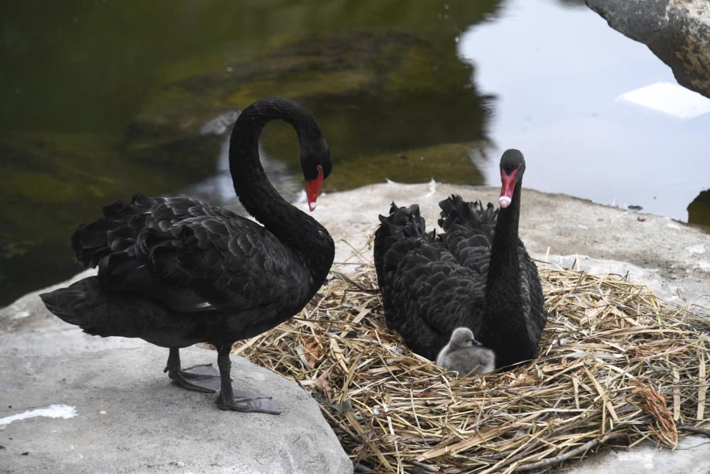 POLLUELO DE CISNE NEGRO