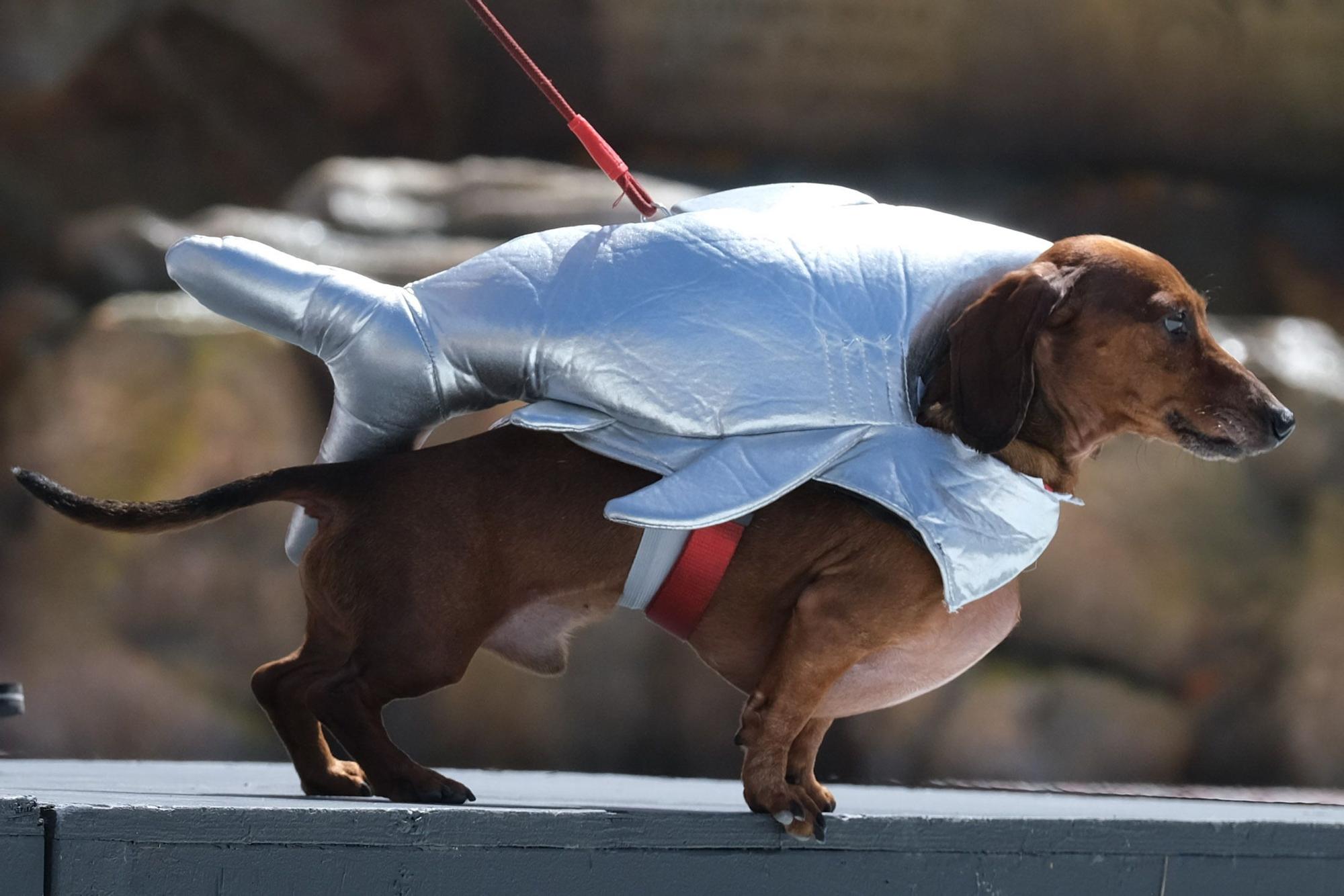 Carnaval Canino de Las Palmas 2022