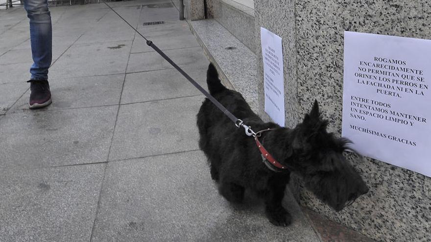 Elche reclama a los dueños de perros que los paseos sean cortos y que no se acerquen a otras mascotas