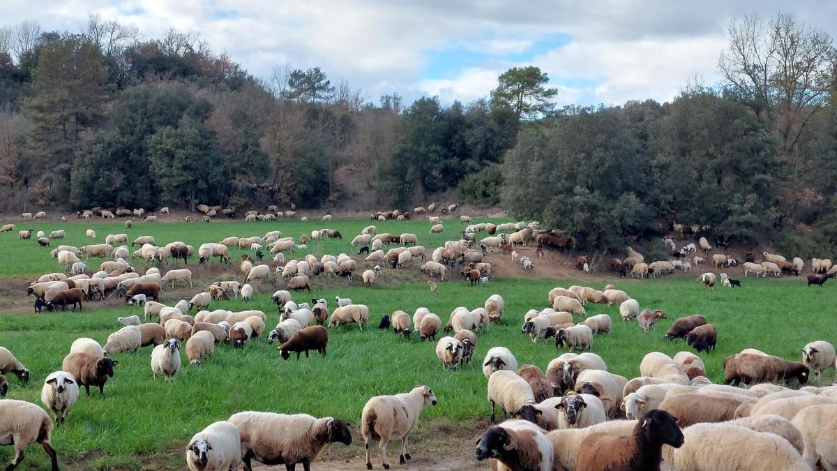Ramat de ovelles i cabrits pasturant.