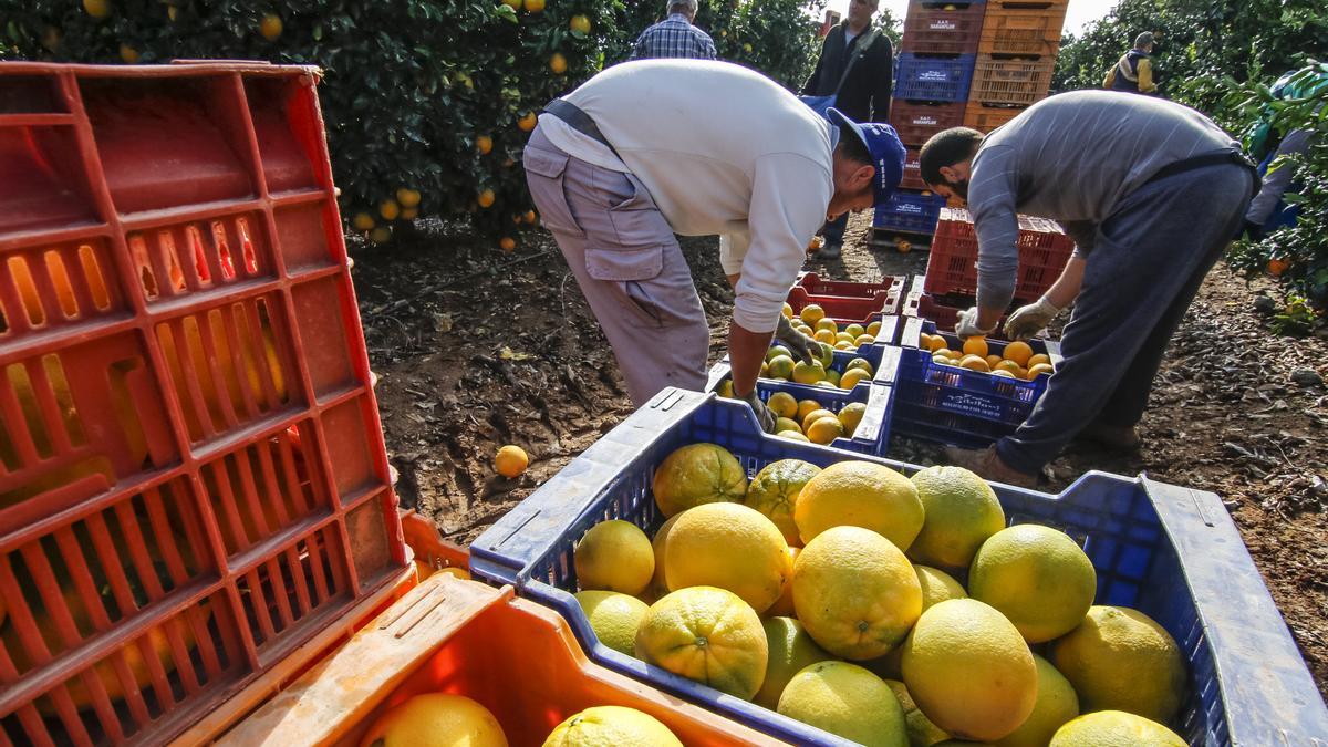 Los productores de cítricos cobraron un 8% menos por el producto.