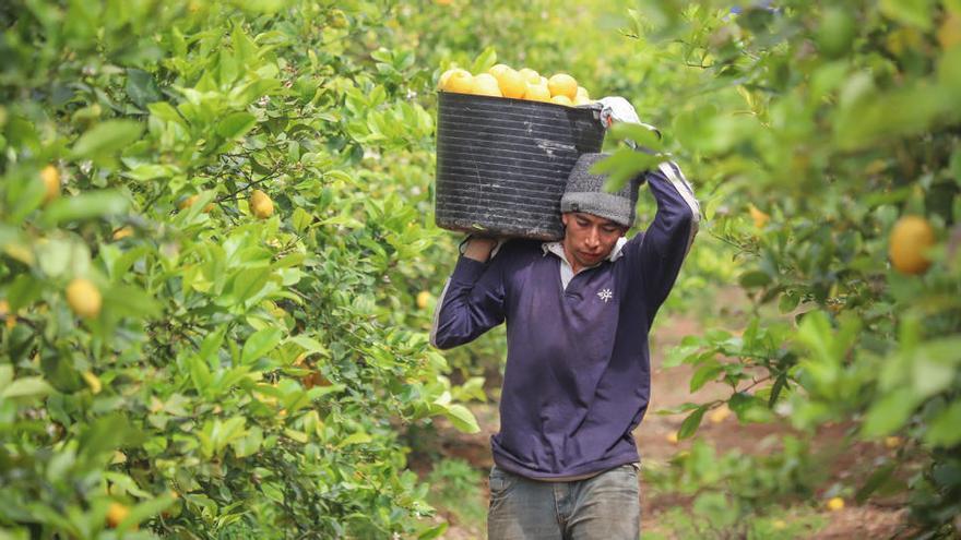 Un trabajador en la recogida de limones.