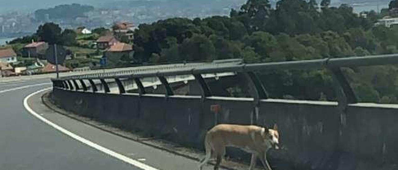 Peligro en la carretera. El mejor amigo del hombre puede no serlo si se cruza en la carretera cuando menos lo espera. Es el caso de este perro que ayer merodeaba por el viaducto de Ameixoada, en el acceso a la Autovía do Morrazo, visiblemente asustado. Si su dueño lo perdió sin querer, habrá que ayudar a encontrarlo. Y si fue queriendo, habrá que denunciarlo. S.Á.