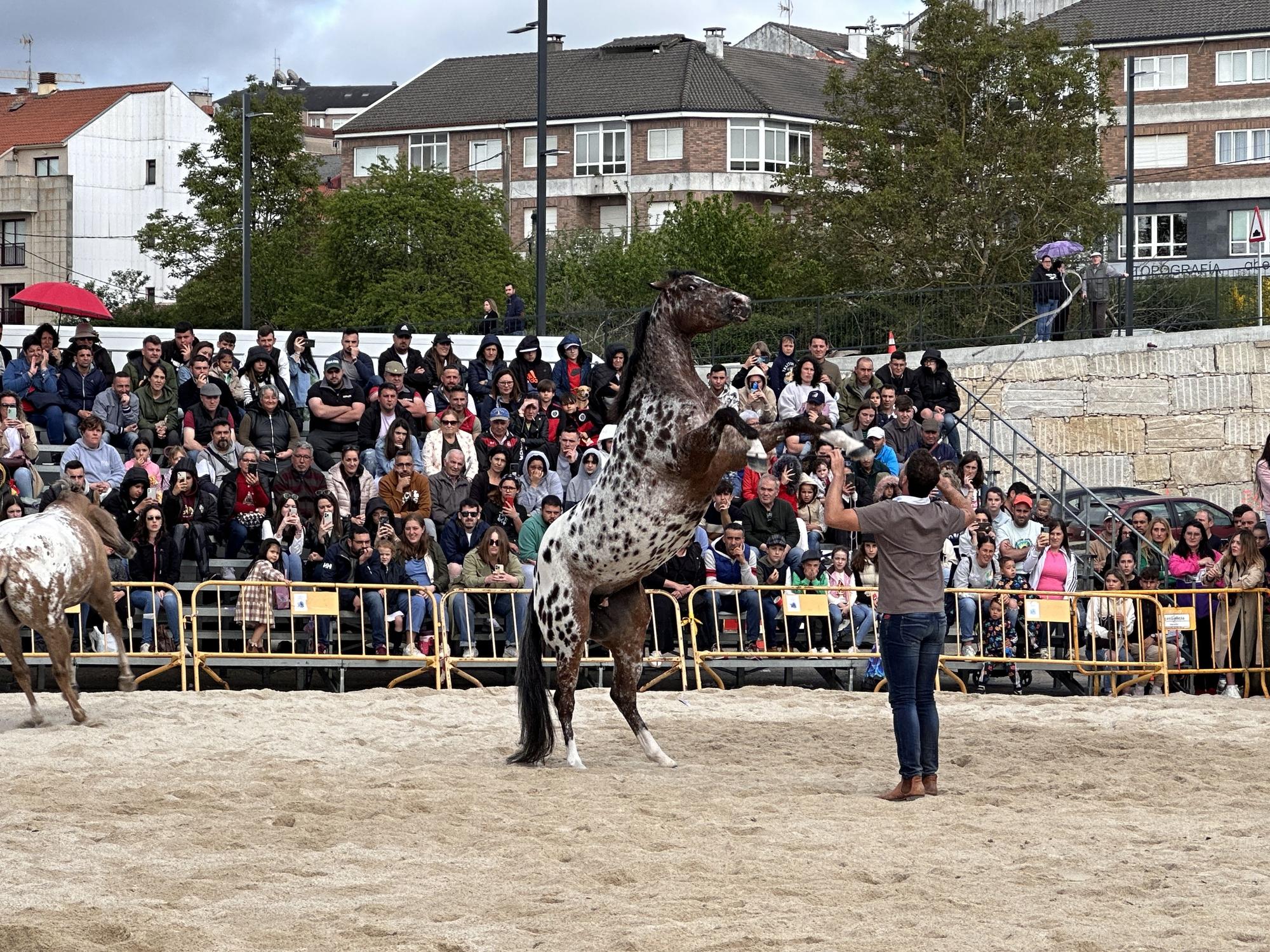 Danza sobre la arena: el espectáculo equino de Santi Serra hipnotiza Lalín