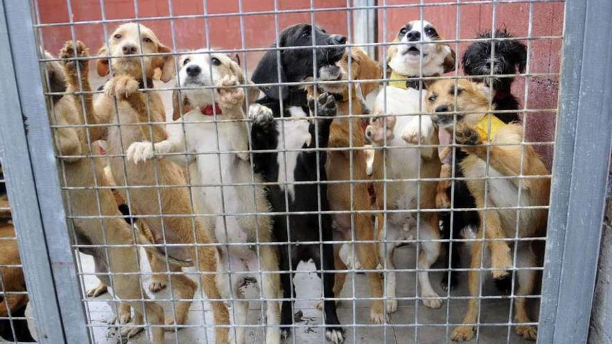 Un grupo de perros en las instalaciones de una protectora. noe parga