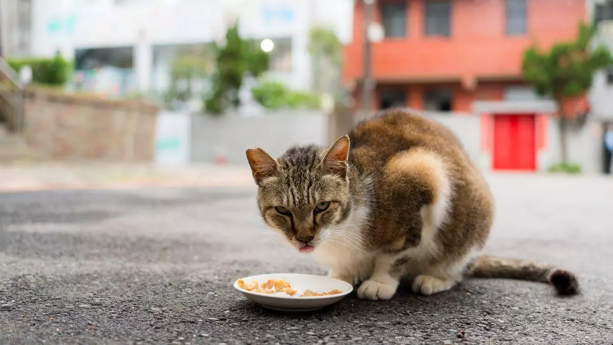 Pienso gratis para alimentar gatos callejeros: por qué algunos ayuntamientos lo ofrecen a cambio de información