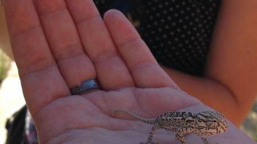 Nacen 35 camaleones en el Centro de Control de la Biodiversidad