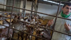 Santiago León Vasallo con la nueva ganadería de cabras
