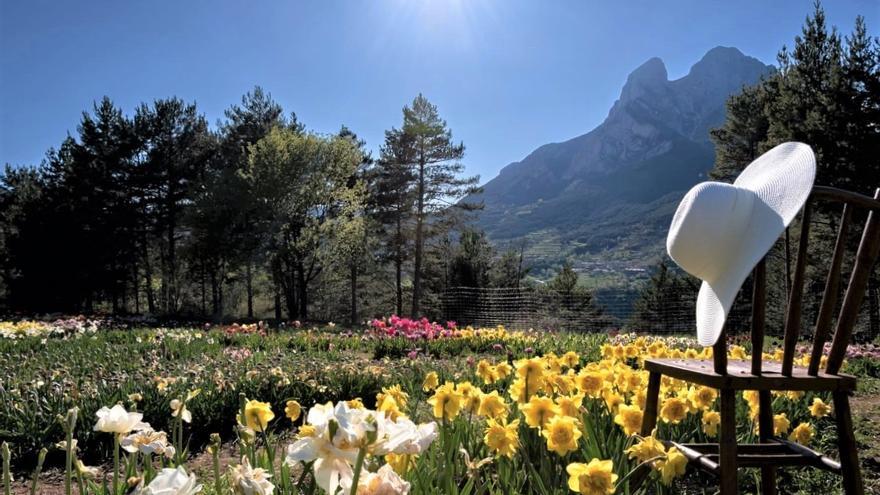 La plantació de tulipes als peus del Pedraforca tanca amb bona nota la primera temporada