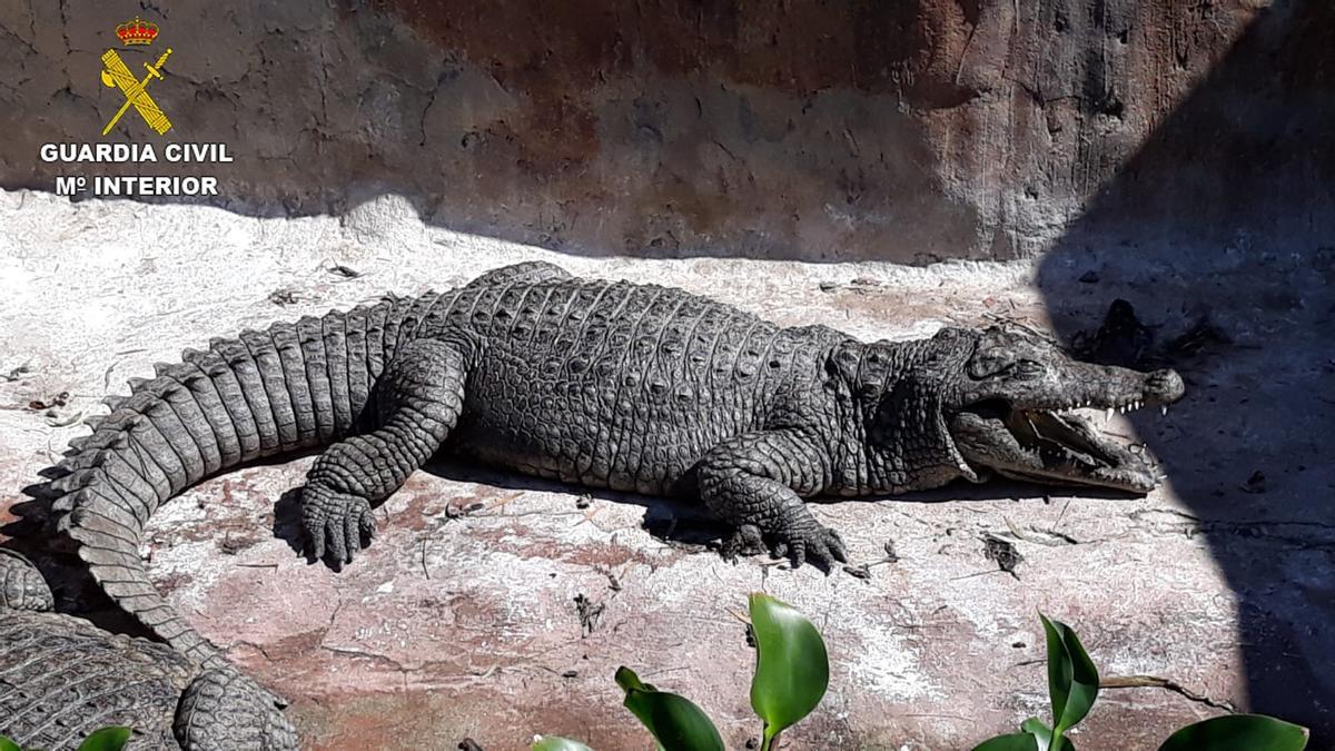 Arrestan a dos personas por el tráfico ilegal de animales en Gran Canaria