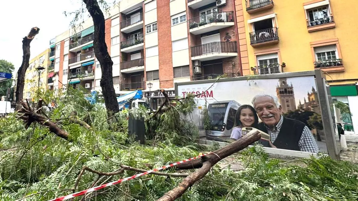 Árboles caídos y colapso de tráfico: crónica de una mañana de caos en Triana por la borrasca 'Kristin'