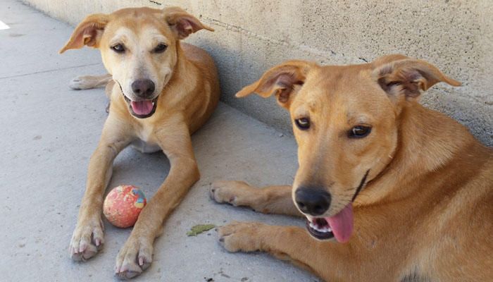 NIEVE y LUNA. Son dos hermanas que fueron encontradas deambulando sin rumbo. Abandonadas desde pequeñas, en las frías y solitarias calles, no conocen el amor de una familia. Dos cachorras que lo único que hacen es buscar caricias y abrazos. Ambas dejan de lado la pelota y los juguetes para recibir el cariño de cualquiera de los voluntarios. Unas pequeñas que transmiten una felicidad absoluta por cada mínimo gesto que se les hace. Sus ojos almendrados transmiten todo el deseo de dar y recibir cariño en una familia.