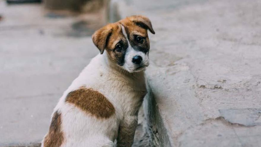 Cómo actuar al ver un perro perdido o abandonado - Levante-EMV