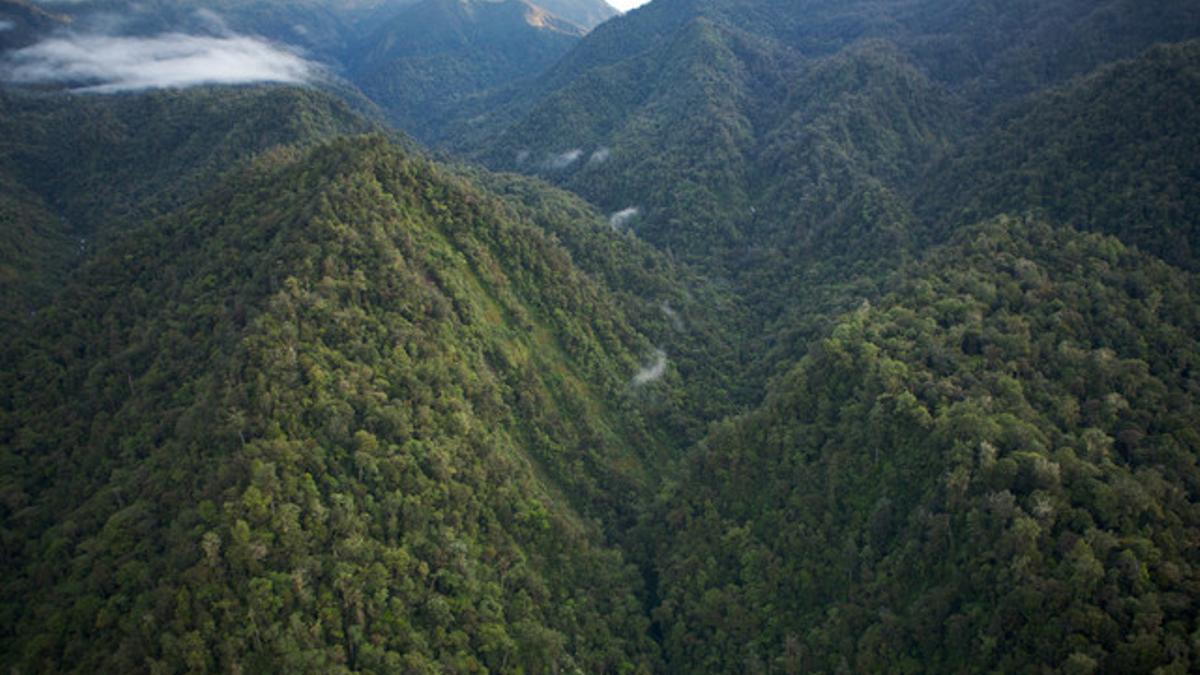 Vista aérea de una selva de Papúa Nueva Guinea.