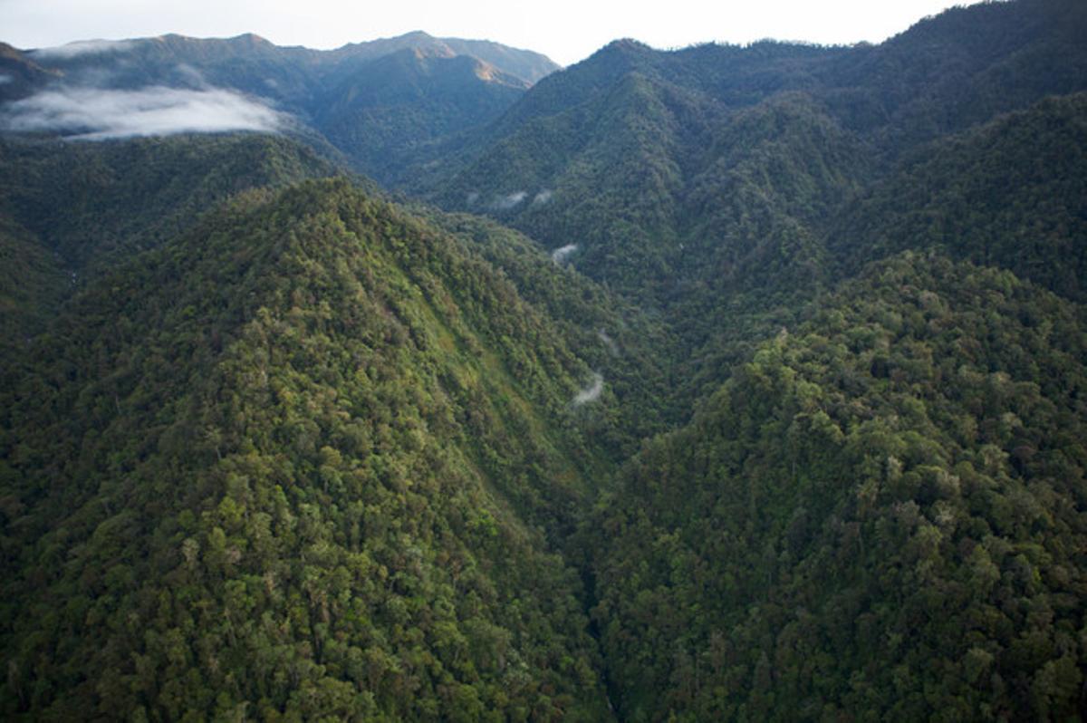 Vista aèria d’una selva de Papua Nova Guinea.