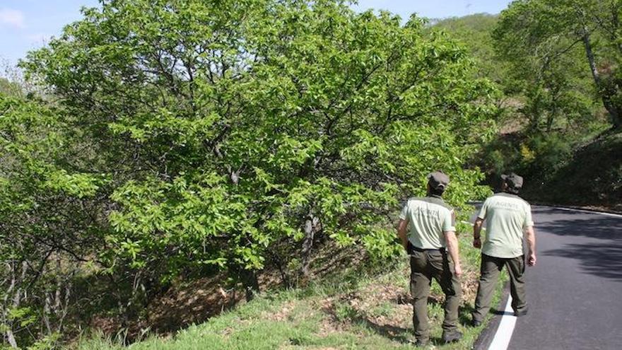 Agentes de Medio Ambiente vigilan los castaños en busca de larvas de la avispilla.