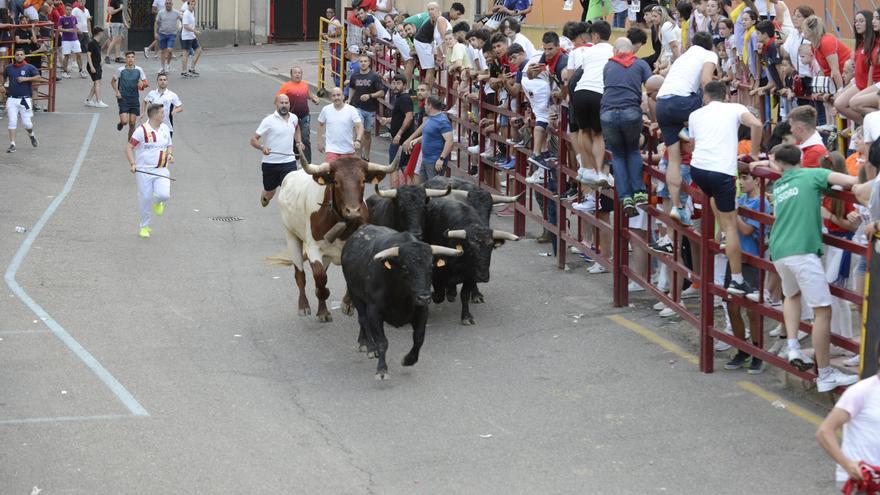 Último día de encierros en Benavente: carreras de vértigo y limpias