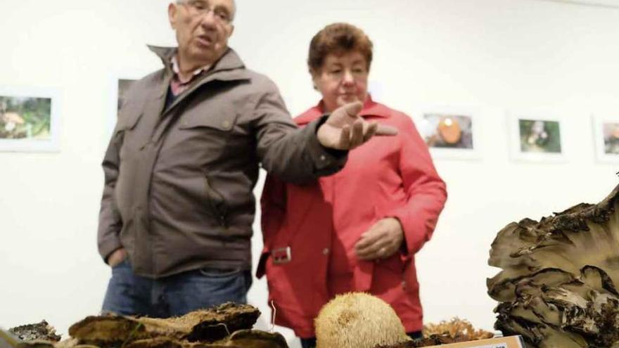 Uno de los ejemplares premiados en la exposición ha sido el que aparece, parcialmente, a la derecha de la foto, un meripilus gigantus que suele hacerse muy grande, con pesos que superan los 20 kilogramos e incluso más.