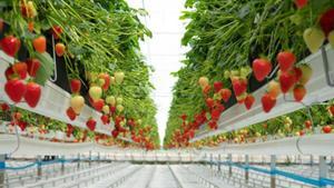 Ametller invertirà 50 milions a Mont-roig del Camp