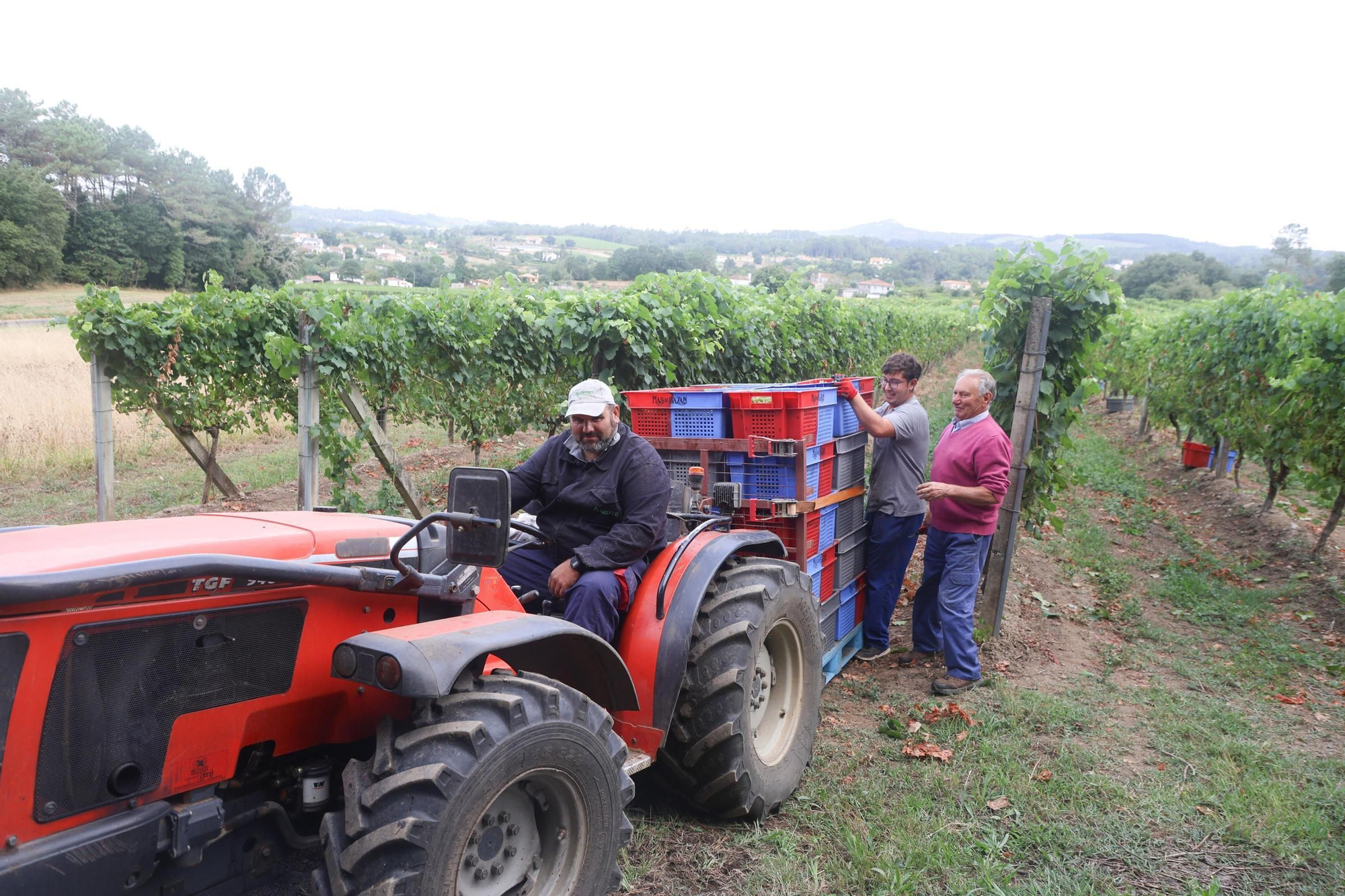 Recolección de uva para el primer espumoso de la bodega arousana Granbazán (O Salnés) en una parcela de Vedra (Ribeira do Ulla).