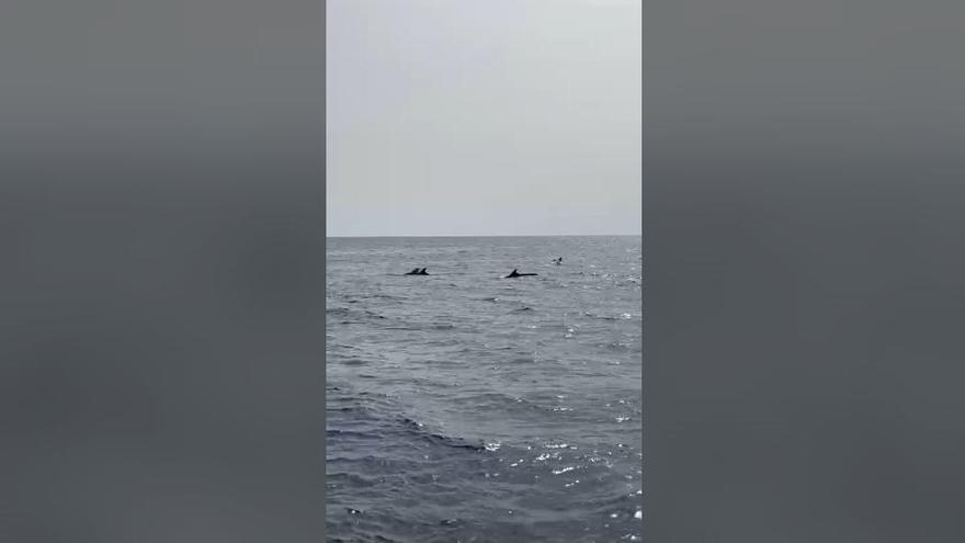 Avistan delfines en la costa de El Perelló