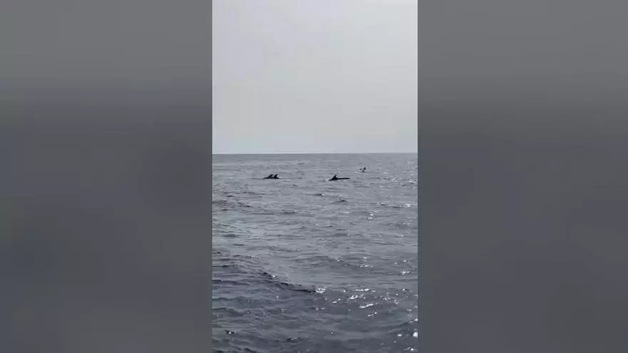 Avistan delfines en la costa de El Perelló