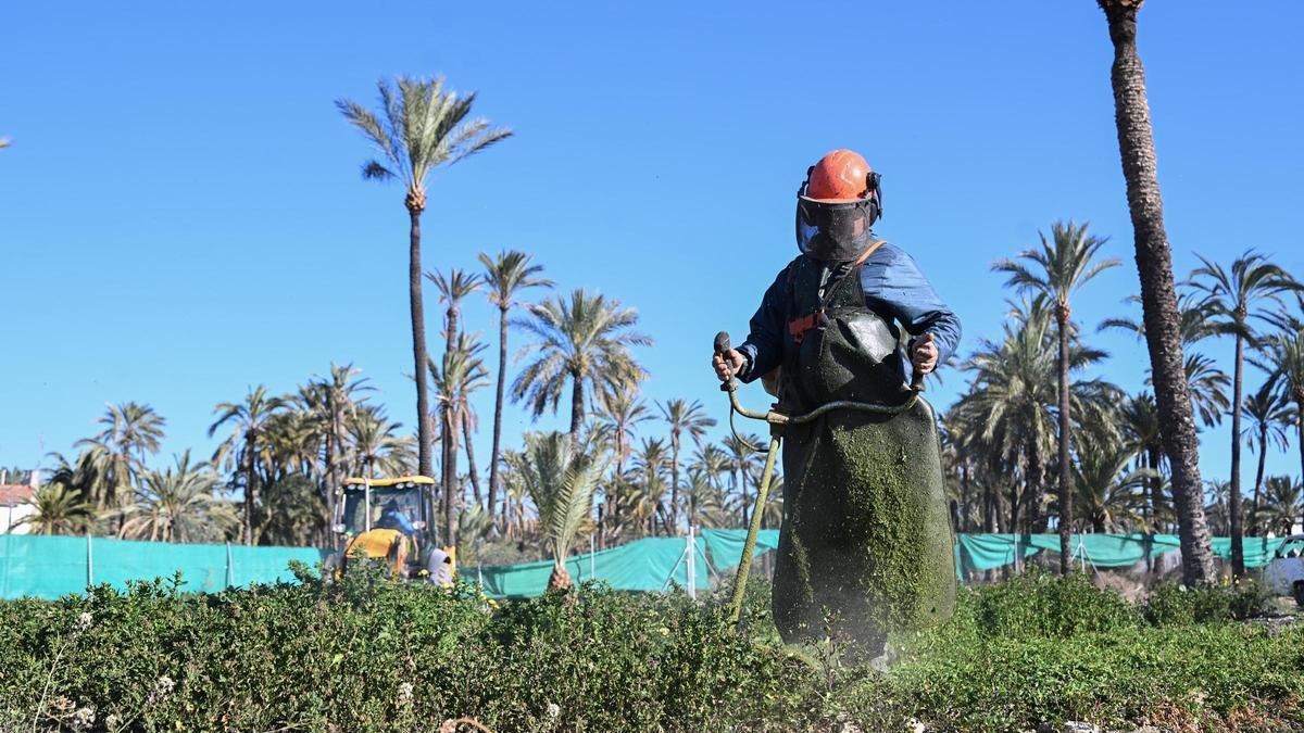 El Ayuntamiento de Elche comienza la restauración de dos huertos de palmeras privados que repoblarán escolares de la ciudad con 150 palmeras
