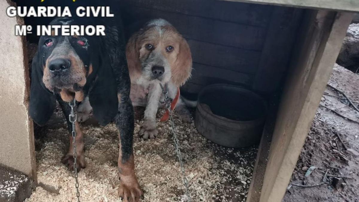 Dos de los perros en malas condiciones en una finca de Oza.   | // CEDIDA