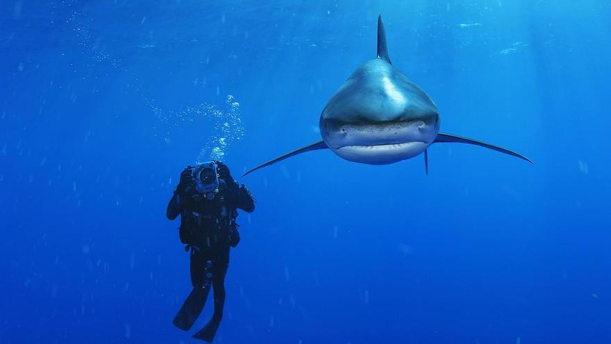 Una exposició per submergir-se en el món dels taurons