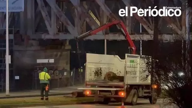 Vídeo | El fuerte viento derriba una palmera en Mérida
