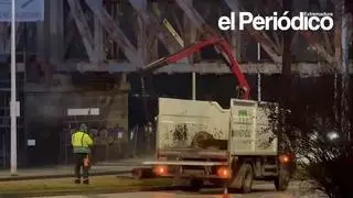 El viento derriba una palmera junto al Puente de Hierro de Mérida