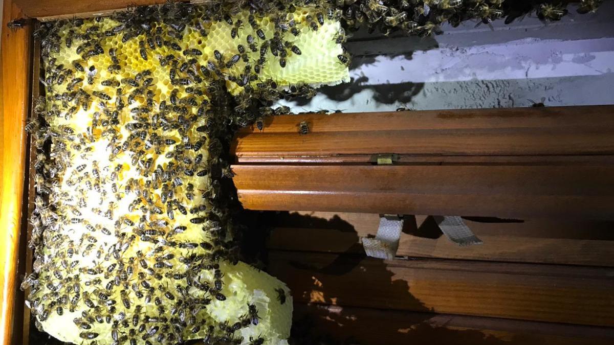 Los bomberos retiran un enjambre de abejas de una casa de Dénia