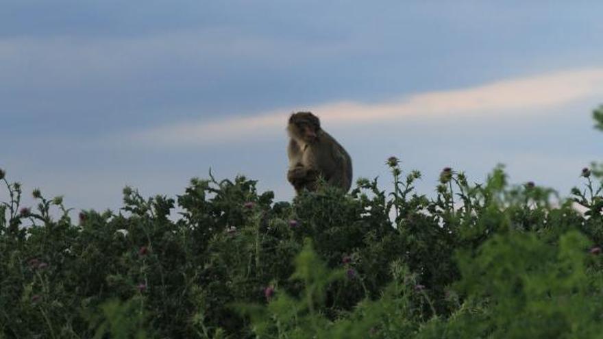 El mono visto en La Aldehuela.