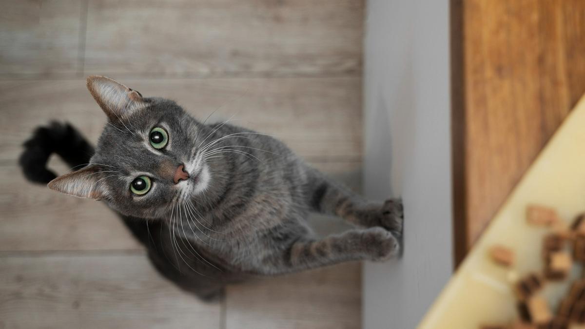 Esta es la mejor comida húmeda para tu gato: le encantará