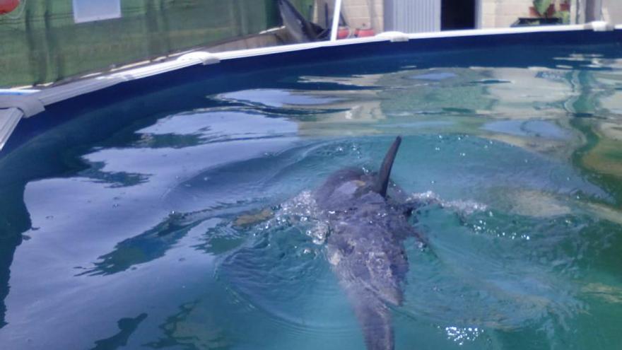 El CREMA rescata a un joven delfín  varado en Chilches