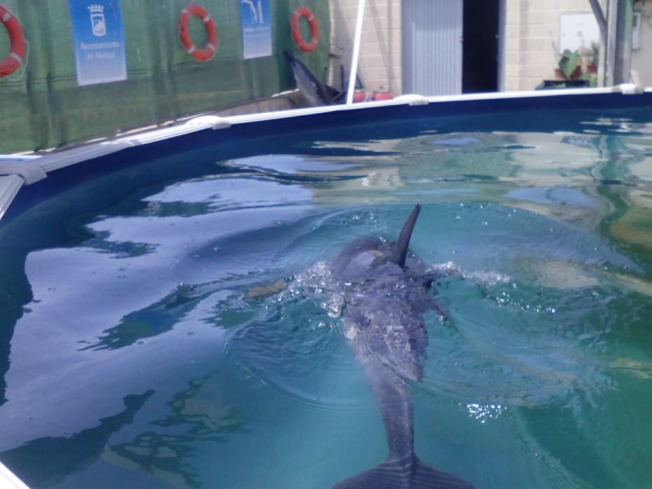 El CREMA rescata a un joven delfín varado en Chilches